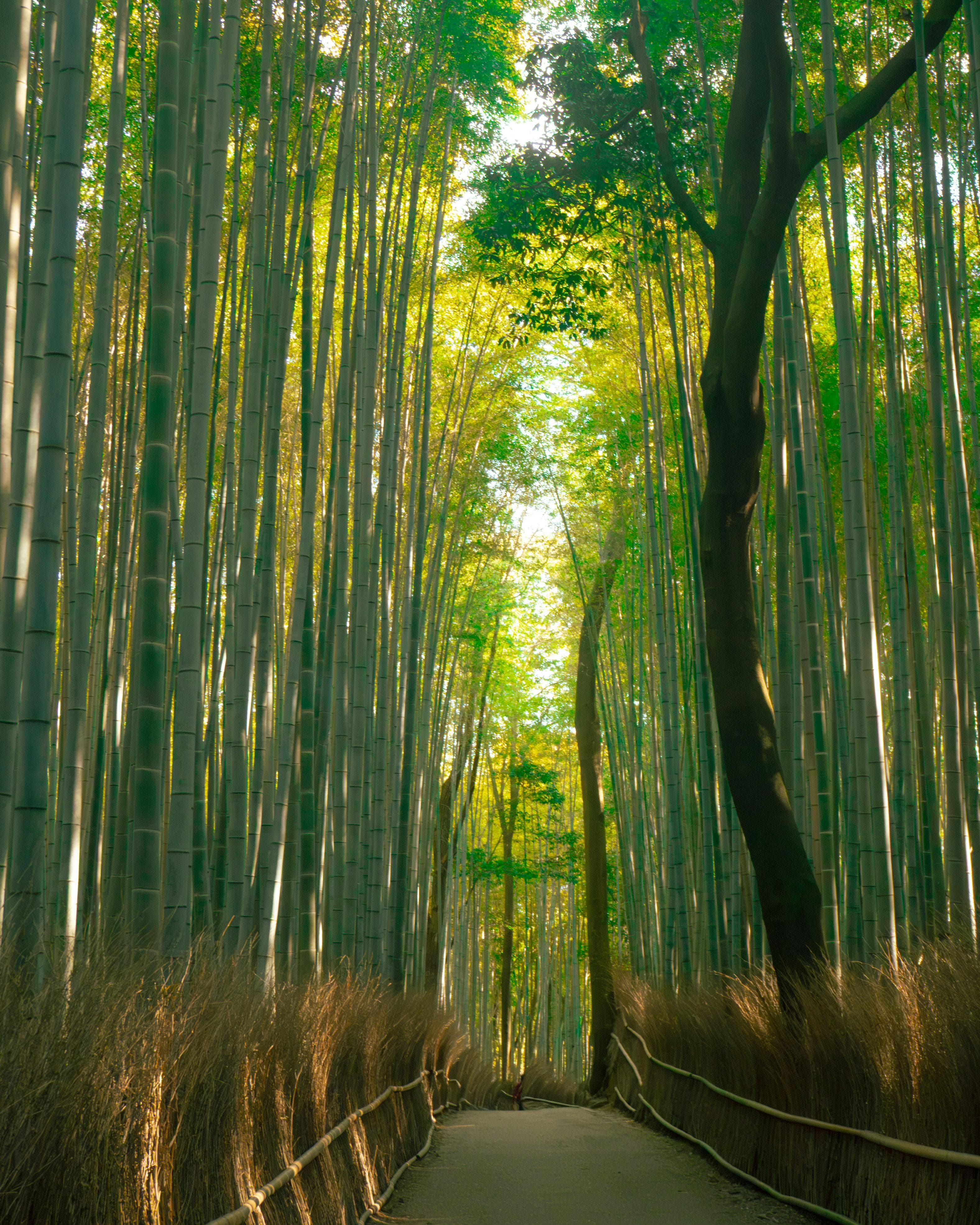 Bamboo grove — material story